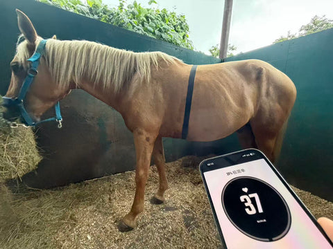 Horse Heart Rate Sensor Monitor Bluetooth  Water Proof High accuracy KYTO2821